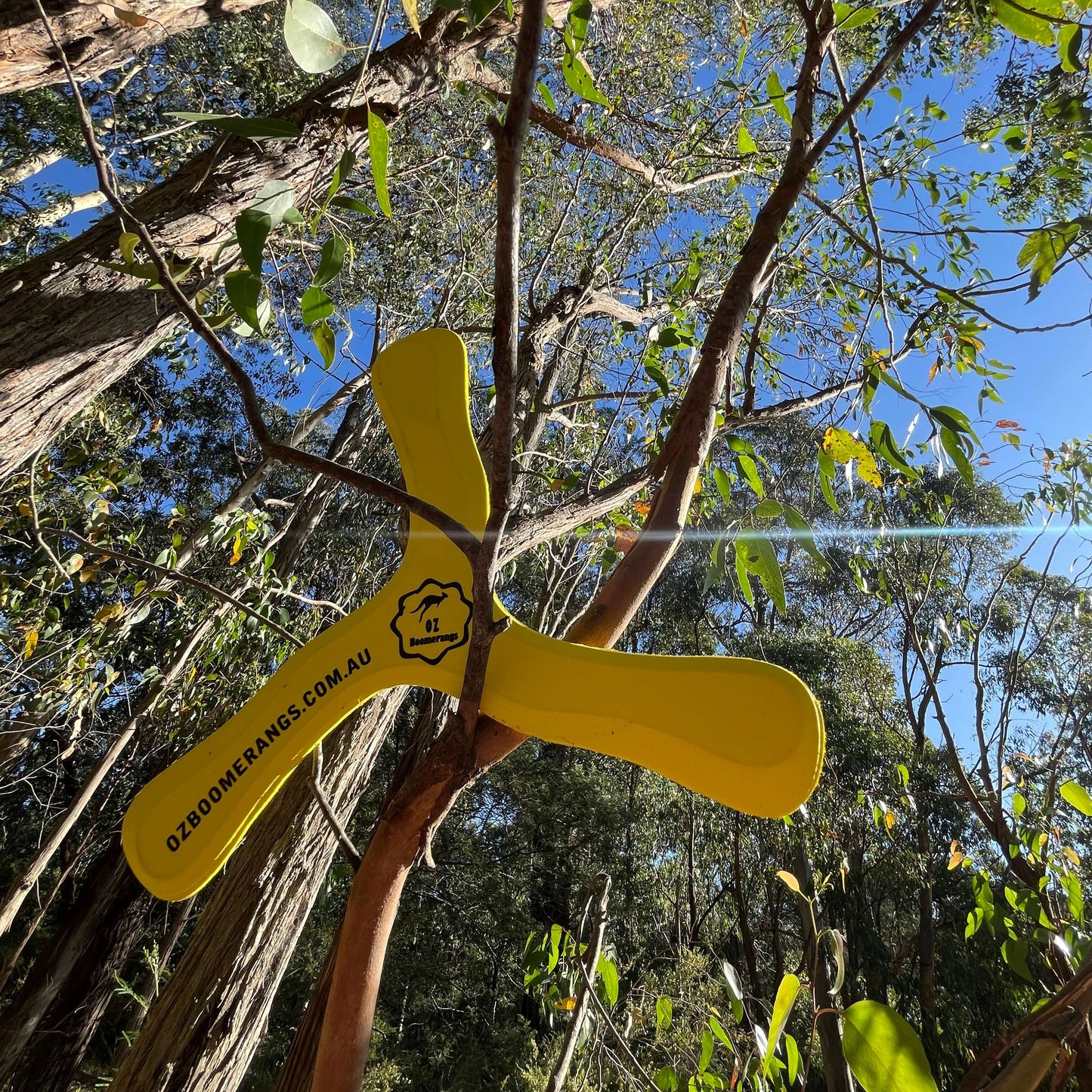 Yellow boomerang held against a tree with a forest background
